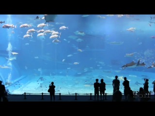the largest aquarium in the world - relax video - kuroshio sea - 2nd largest aquarium tank in the world