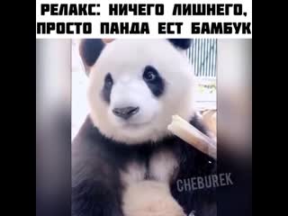 panda