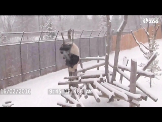 panda and snow